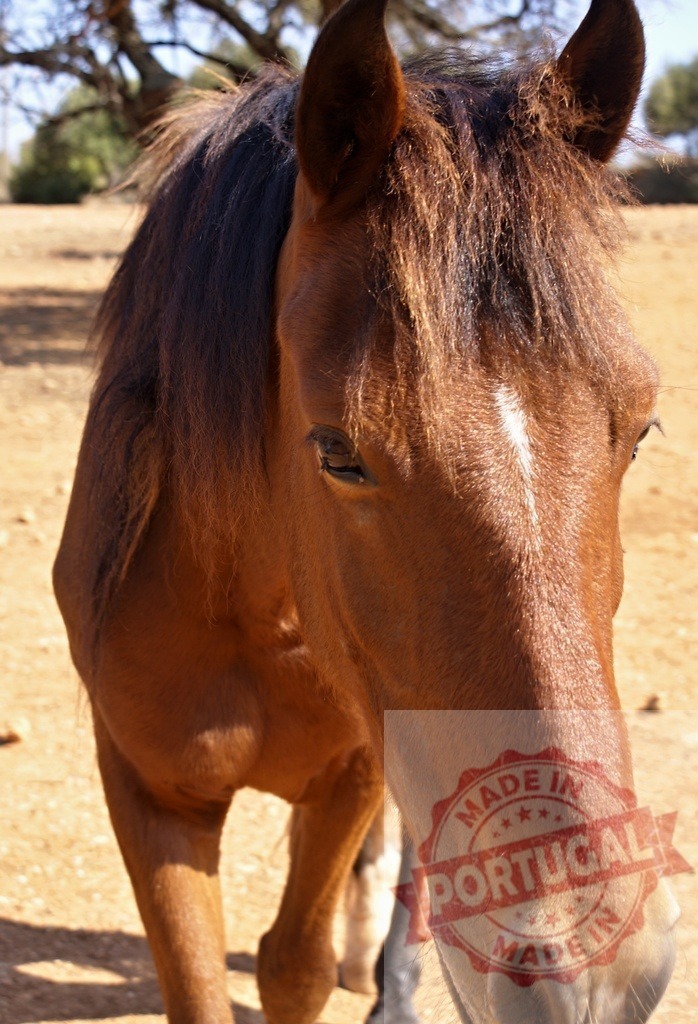 Brown horse in sunny outdoors paddock staring | Brown horse standing in a dry field, looking at the viewer - Realisiert mit Pictrs.com