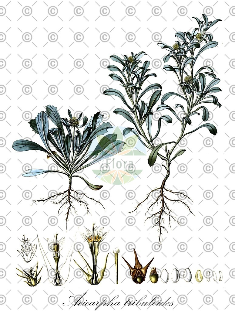 HistAbb_wfo-0000516592_1_ENZY_Simple | Historische Abbildung von Acicarpha tribuloides - Calyceraceae | Historical Illustration of Acicarpha tribuloides - Calyceraceae