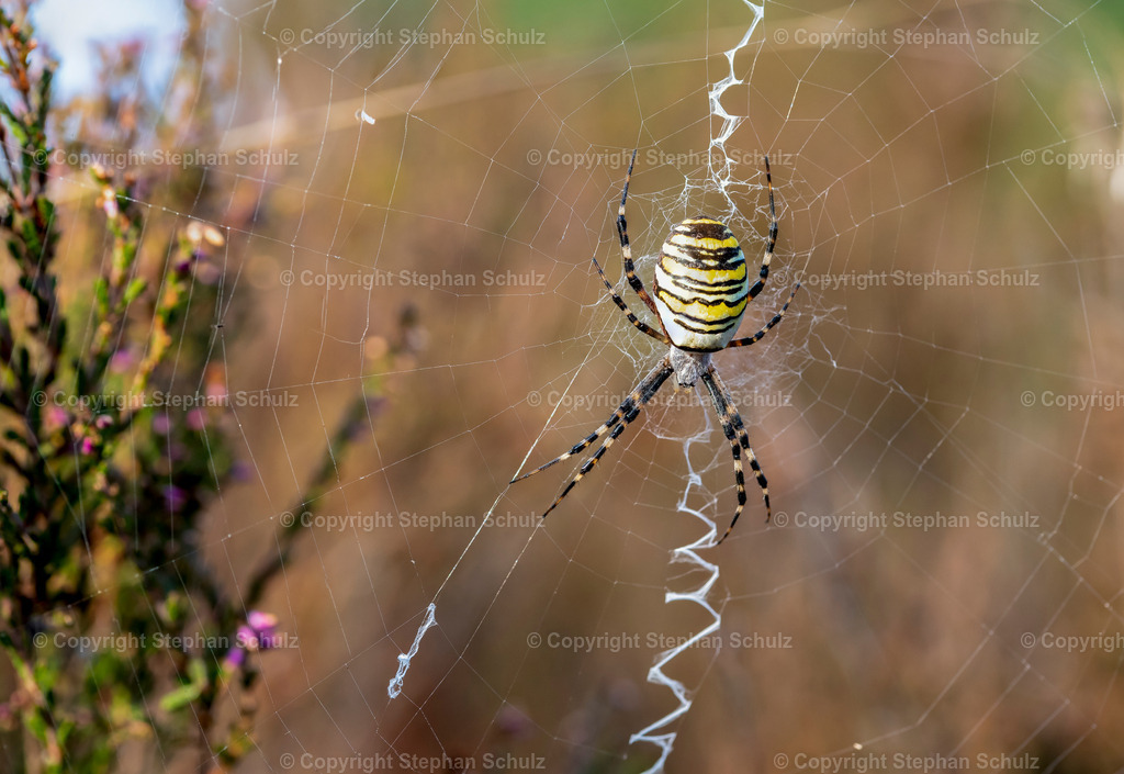Spinne1 | Stephan Schulz ist Journalist und Buchautor. Seine Leidenschaft gilt zudem der Fotografie. Hier geht es zu seinem Shop.  - Realisiert mit Pictrs.com