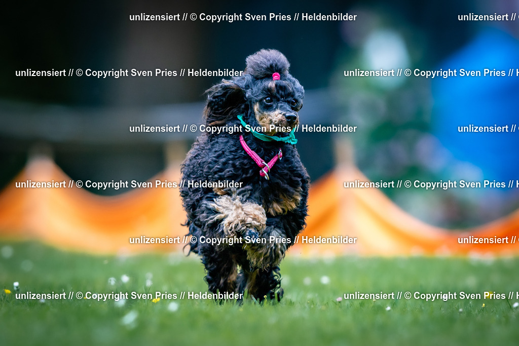 Sven Pries | 2026-05-14 - Hunderennen KA Durlach Vatertag 2026 - Realisiert mit Pictrs.com