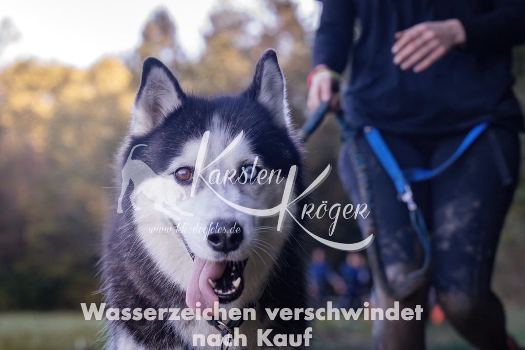 1045_ZZ92280 | kk-dogfotos