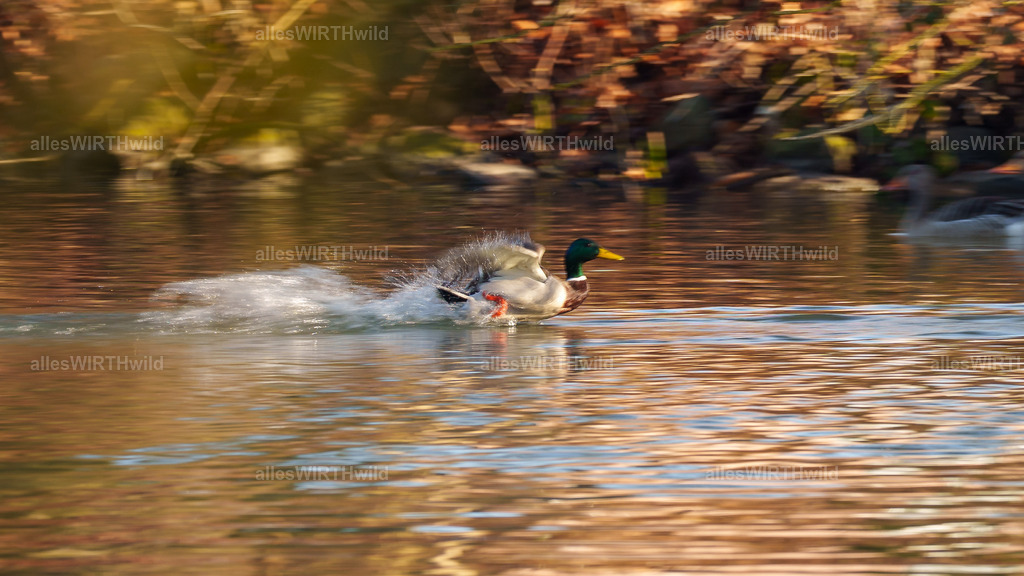 Daniel Wirth - www.allesWIRTHwild.de -7IV07065 | Entdecke die faszinierende Welt der Natur- und Wildlife-Fotografie von Daniel und Bärbel. Inspirierende Bilder von wilden Tieren und kleinen Naturwundern.