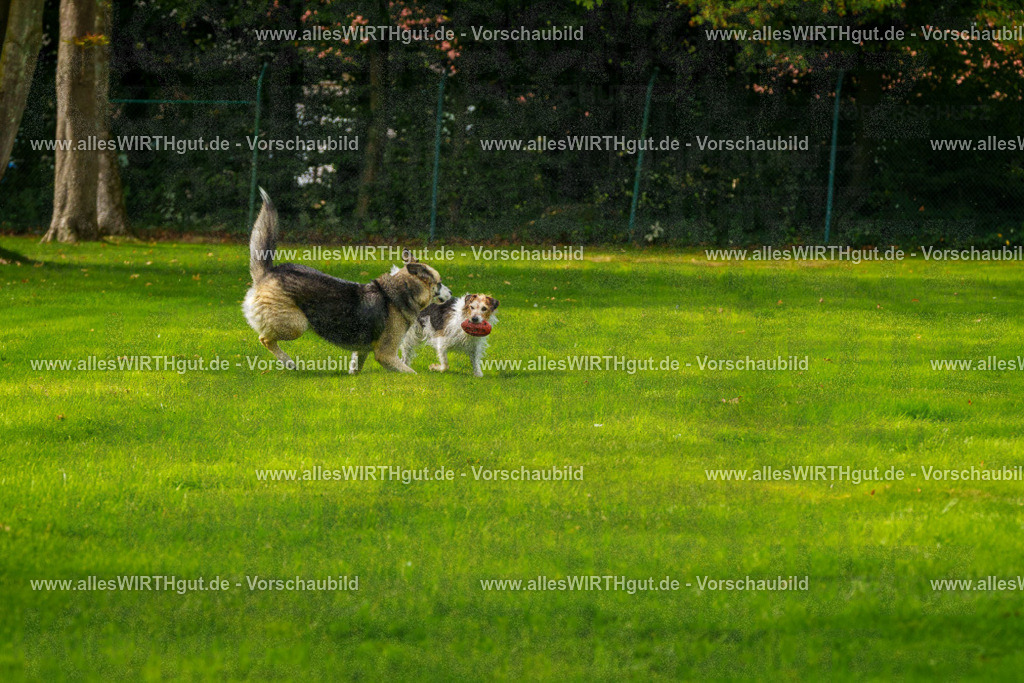 Hundeschwimmen_Grefrath_2026-allesWIRTHgut_Tierfotografie-11_19-FAY08187 | Professionelle Tierfotografie in Mönchengladbach von Daniel Wirth (allesWIRTHgut). Liebevolle & natürliche Bilder von Hunden & Katzen für unvergessliche Erinnerungen.