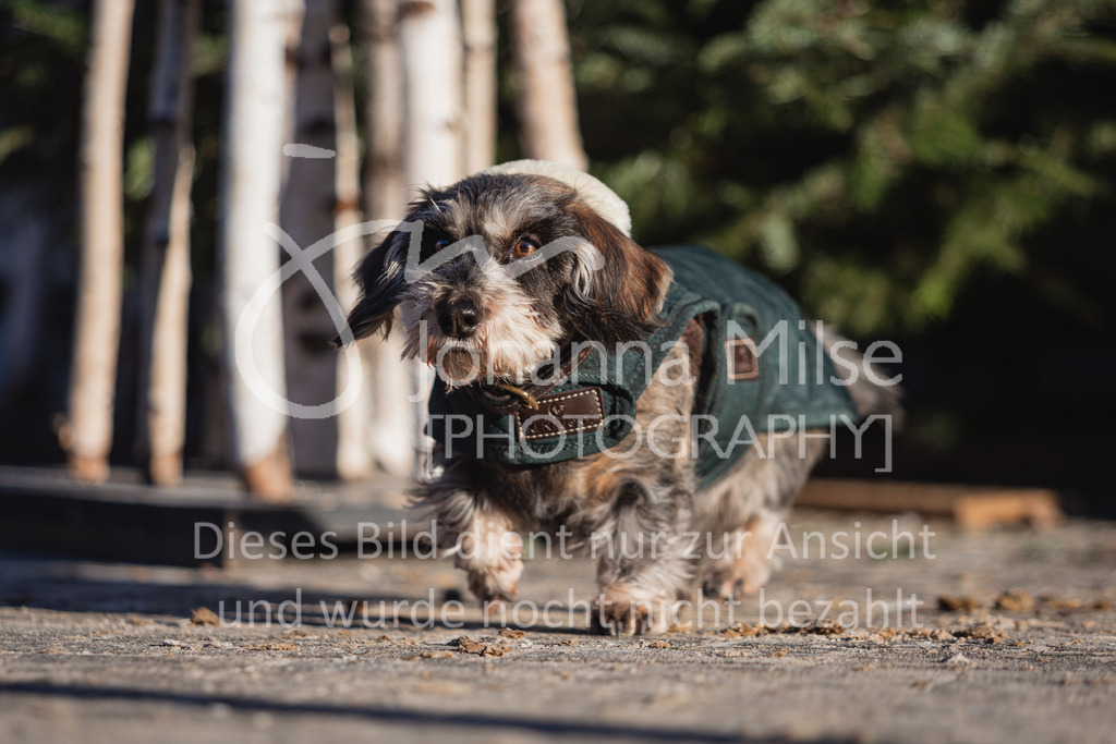 221216_Warstein_Impressionen-122 | Deine schönsten Turniermomente als professionelle Fotos! Entdecke hochwertige Pferdesport-Fotografie im Online-Shop. Jetzt Fotos finden & bestellen!