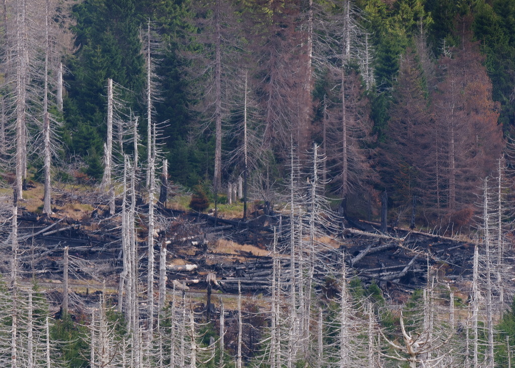 Vertrocknet, verbrannt, verkohlt | Das Feuer kroch entlang der Bahnschienen zum Brocken. - Realisiert mit Pictrs.com