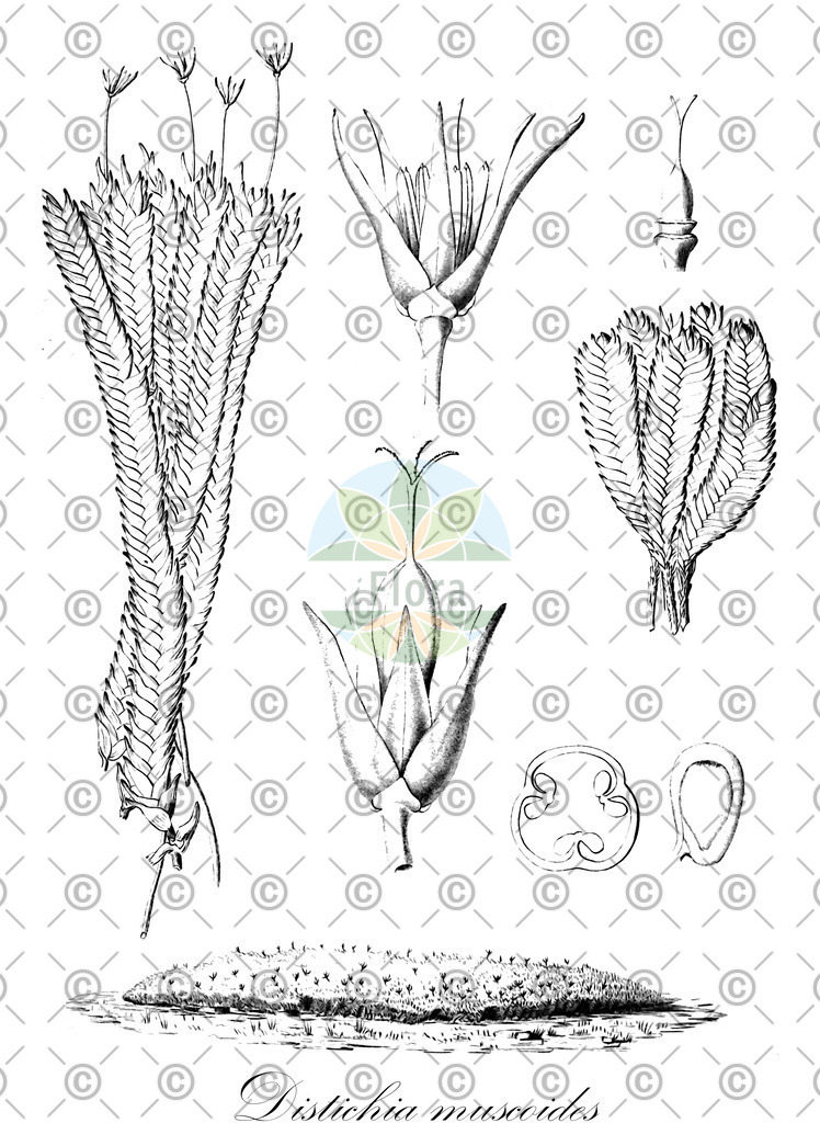 HistAbb_wfo-0000865002_1_ENZY_Simple | Historische Abbildung von Distichia muscoides - Juncaceae | Historical Illustration of Distichia muscoides - Juncaceae