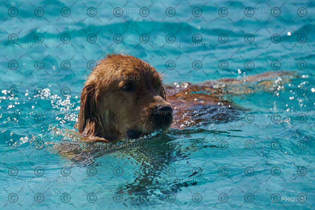 143_202509_4Hundebadetag_NZ9_2592 | proPHOTO - Realisiert mit Pictrs.com