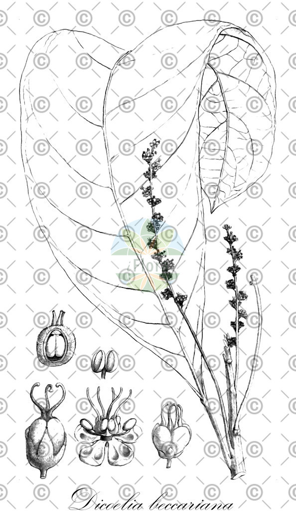 HistAbb_wfo-0000182182_1_ENZY_Simple | Historische Abbildung von Dicoelia beccariana - Phyllanthaceae | Historical Illustration of Dicoelia beccariana - Phyllanthaceae
