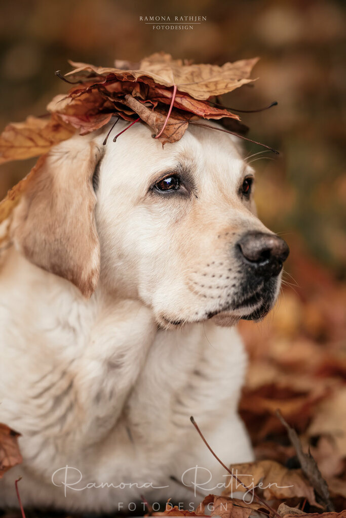 EY4A7504-1 | ramonarathjen-fotodesign - Realisiert mit Pictrs.com