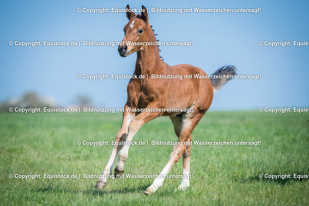 20170408_Fohlen_0060 | Foto: Thomas Hartig