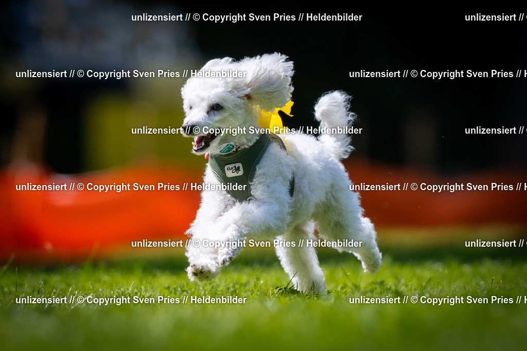 Sven Pries | 2025-08-10 - Hunderennen Durlach - Realisiert mit Pictrs.com