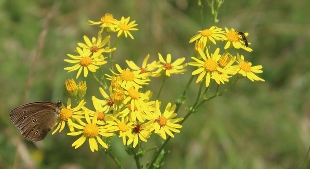Brauner_Waldvogel | Verkauf von Fotos und  Videoclips zumThema Natur.Motive sind Pflanzen, Tiere, Landschaftenund Wetter - Realisiert mit Pictrs.com