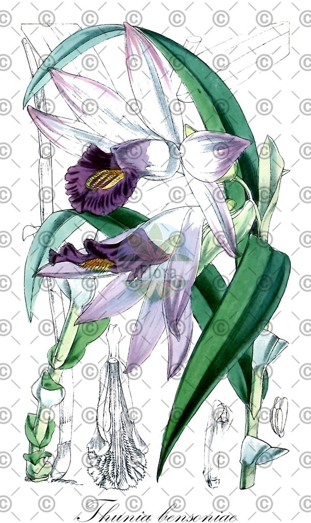HistAbb_wfo-0000084086_1_ENZY_Simple | Historische Abbildung von Thunia bensoniae - Orchidaceae | Historical Illustration of Thunia bensoniae - Orchidaceae