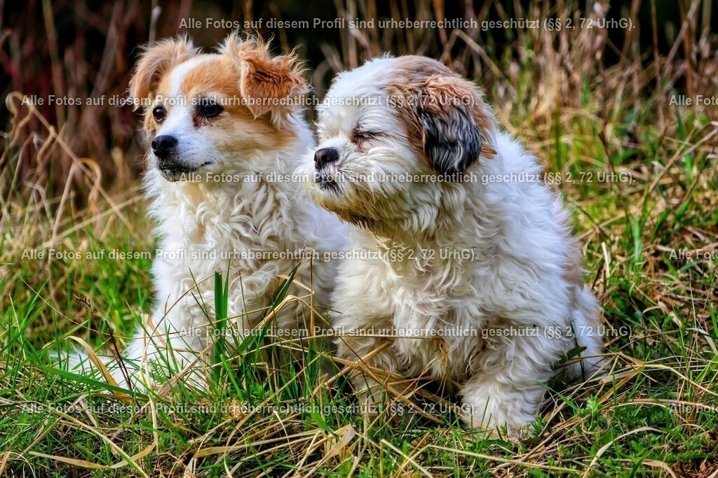 20240326160636_0C4A4302-01_2 | krollfotografie - Realisiert mit Pictrs.com