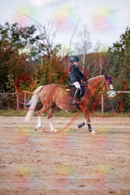 2026_10_03_Siefer-Hof_144411_Z81_17613838 | Professionelle Reitsport-, Turnier- und Eventfotografie von Robert Broda. Galerien mit ausgewählten und bearbeiteten Bildern direkt online ansehen und bestellen.