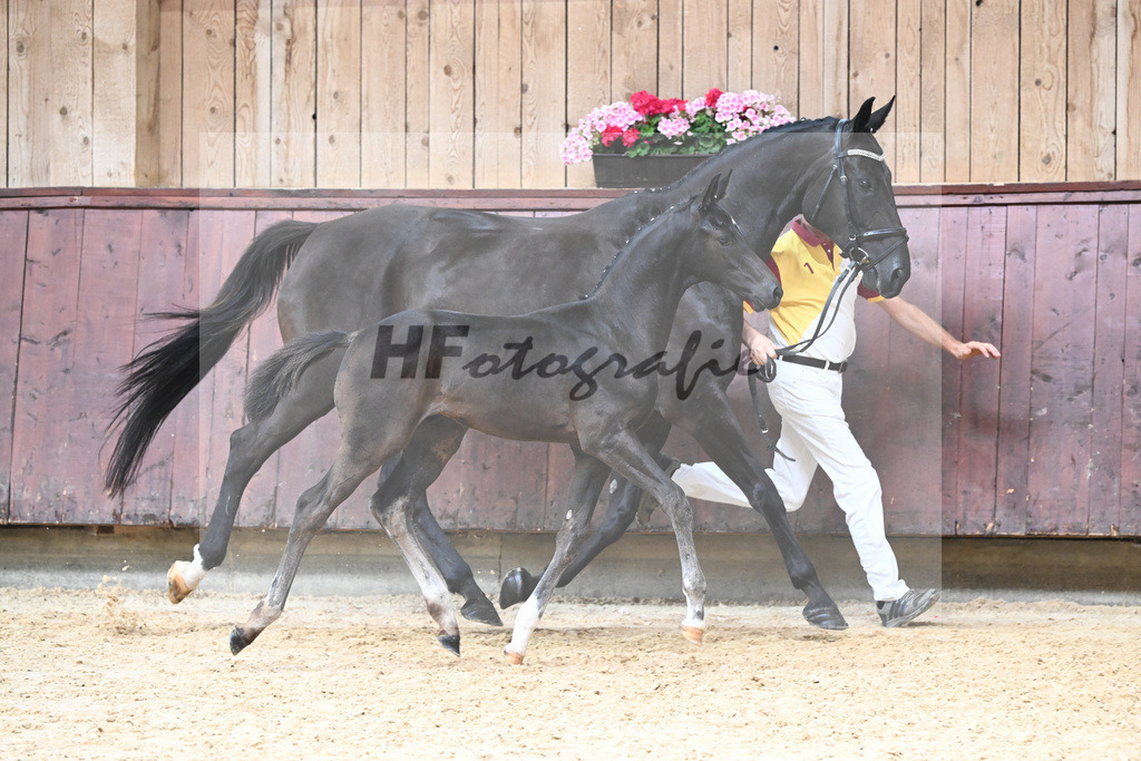 Kat-Nr. 22 HF Va Pensiero_Schindele_26230247 | hf-fotografie - Realizzato con Pictrs.com