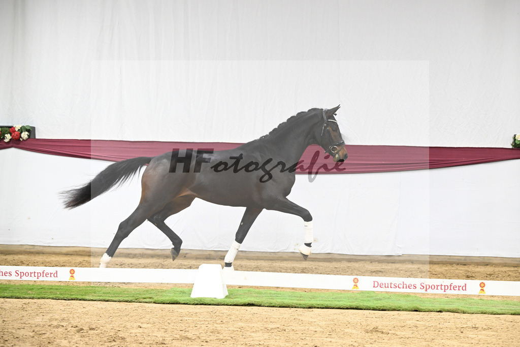 Kat-Nr. 128 Vitalis x De Kooning_Stall Buchenhof_47254264 | hf-fotografie - Realisiert mit Pictrs.com