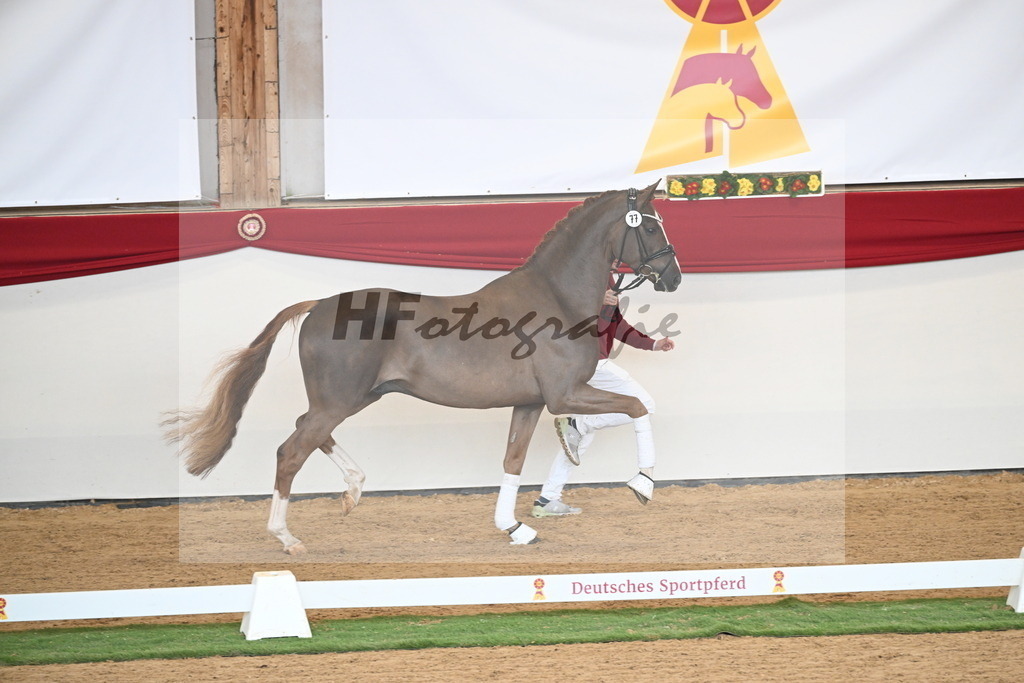 Kat.-Nr. 77 v. Sir Donnerhall I_Schafhof_2250717 | hf-fotografie - Realisiert mit Pictrs.com