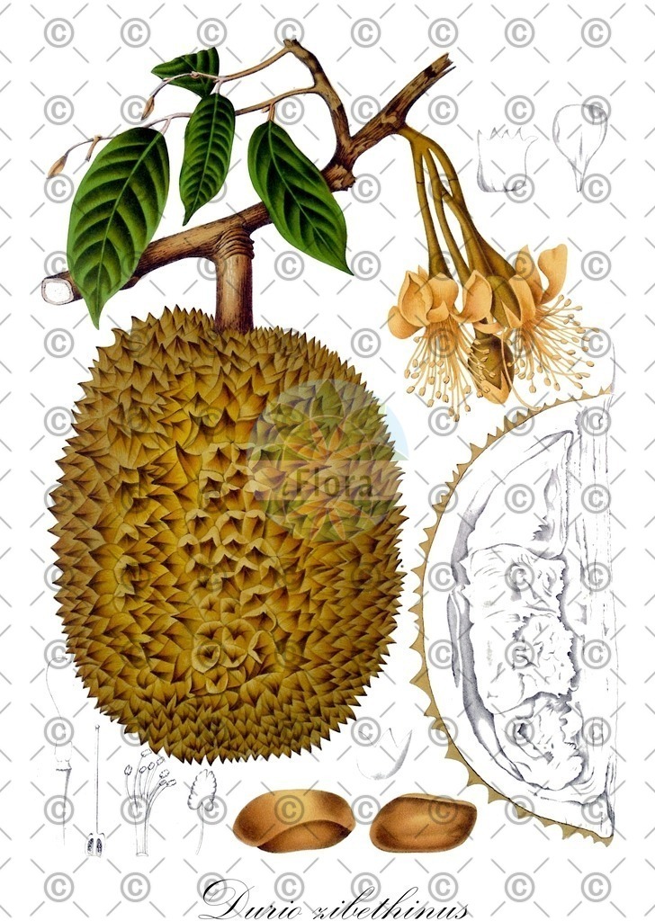 HistAbb_wfo-0000946928_1_ENZY_Simple | Historische Abbildung von Durio zibethinus - Malvaceae | Historical Illustration of Durio zibethinus - Malvaceae