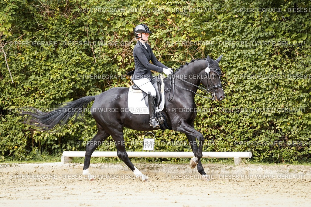 DSC03514 | Pferdegrafie