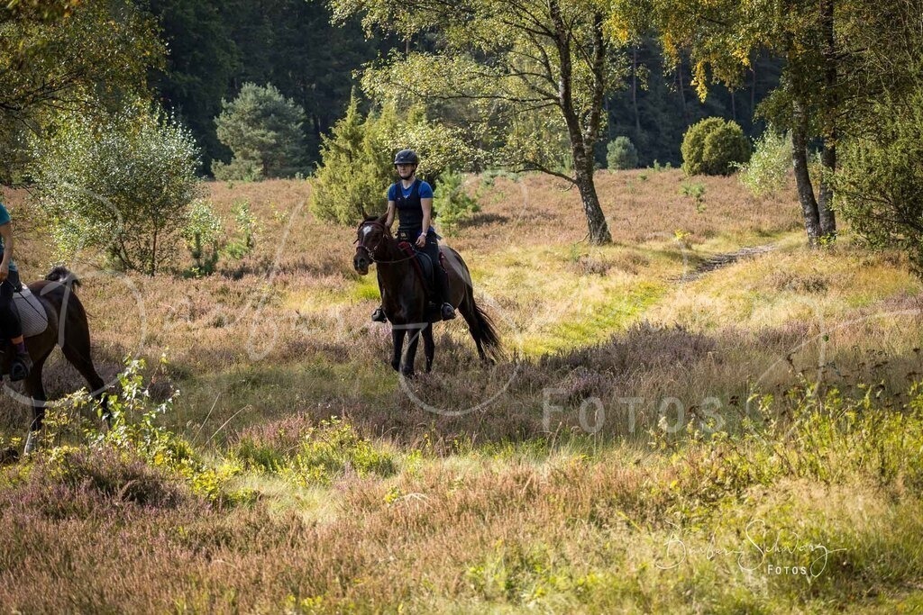 DdLH-WehlenerHeide_2025-09-20_85 | Fotografie, Veranstaltungs-Fotografie, Pferde-Fotografie, Landschafts-Fotografie, Reise-Fotografie - Realisiert mit Pictrs.com