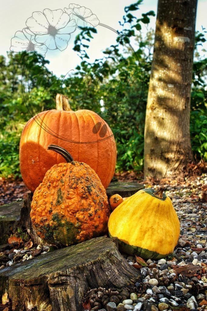 IMG_8992-01 | only.this.little.world - Realisiert mit Pictrs.com