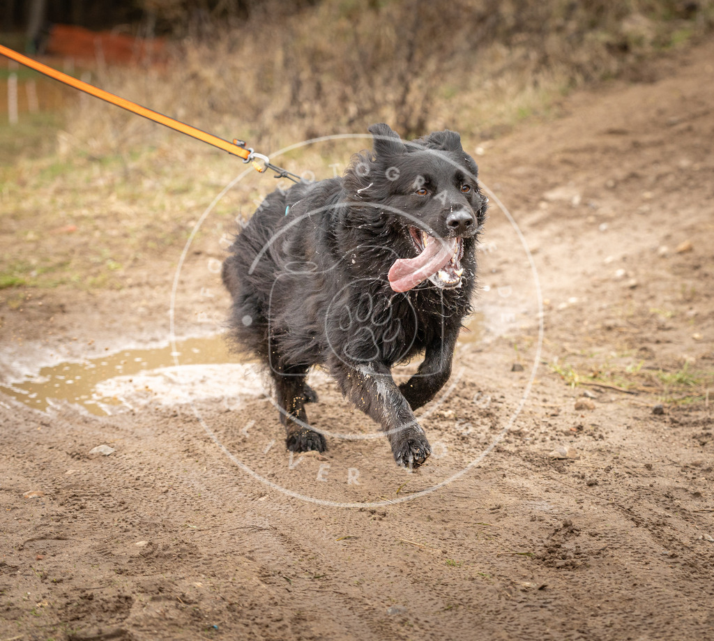 DV3A1093 | Hundefotografie, Tierfotograf, Pfotenfotografie, Fotoshooting Hund, Hunde Portrait, Hundesport, Hundeportraits, Heideshooting, Hunde, Sportfotograf, Hundefotograf, Turnierhundsport, THS,  - Realisiert mit Pictrs.com