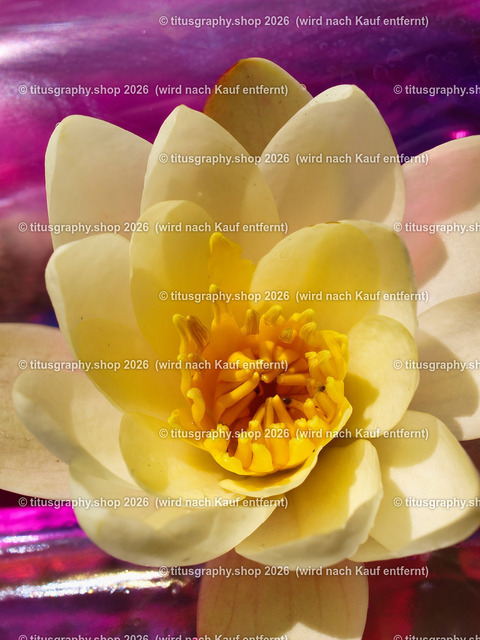 titusgraphy_P6217168b-vz-ln | titusgraphy-shop: Geschenkideen mit Qualitätsfotos. titusgraphy-shop: gift ideas with quality photos. titusgraphy-shop: idées cadeaux avec photos de qualité.  - Realisiert mit Pictrs.com