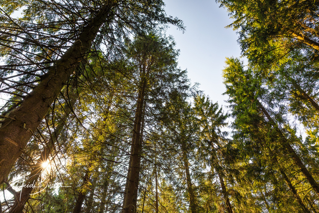 Baumenkronen eines Fichtenwaldes | Blick in die Baumenkronen eines Fichtenwaldes - Realisiert mit Pictrs.com