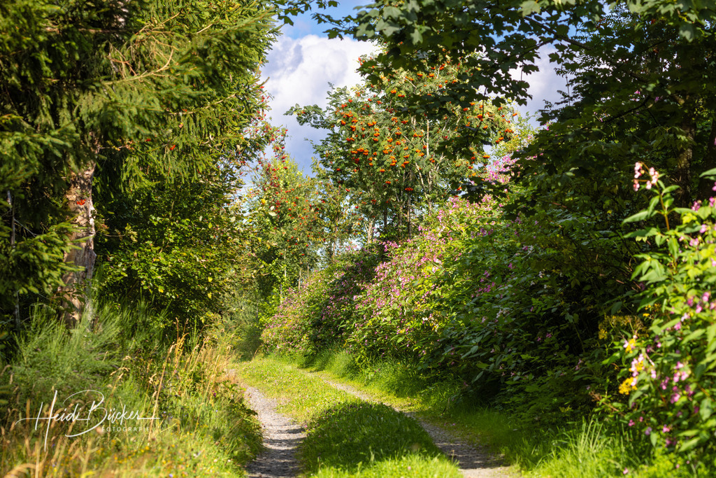Sommer-Sonnenweg | Sonniger Wiesenweg, umsäumt von Sommerpflanzen - Realisiert mit Pictrs.com