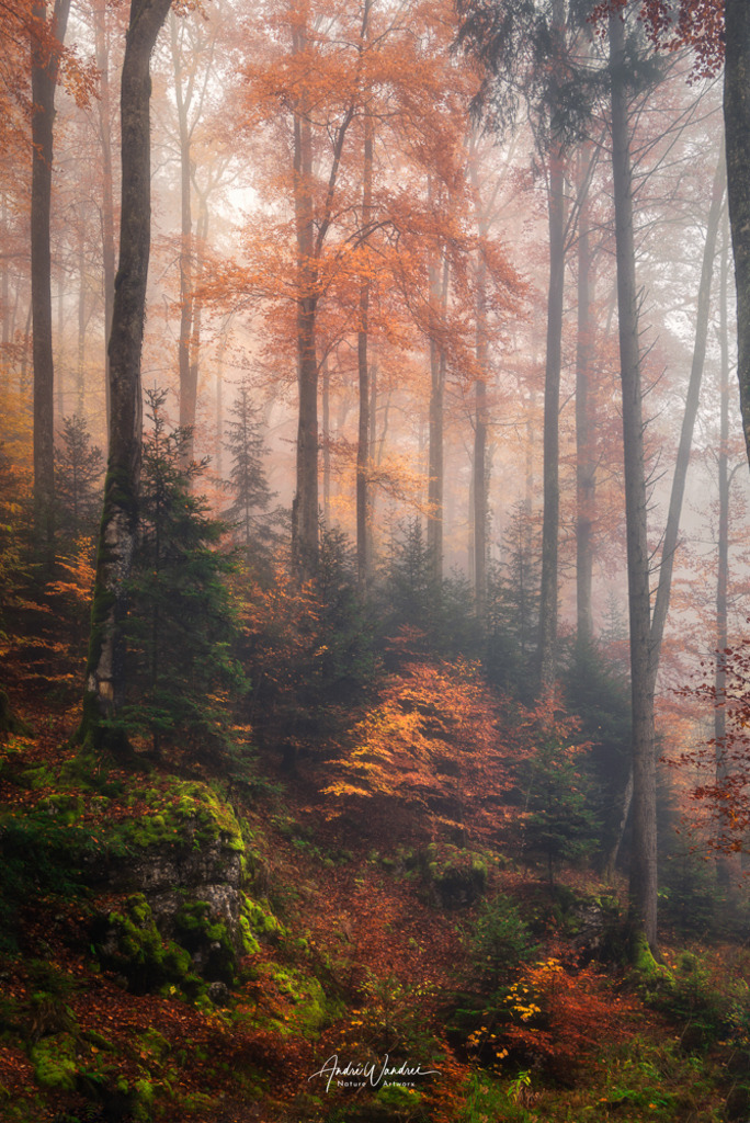Im Nebelwald | Andre Wandrei - Nature Artworx - Realisiert mit Pictrs.com
