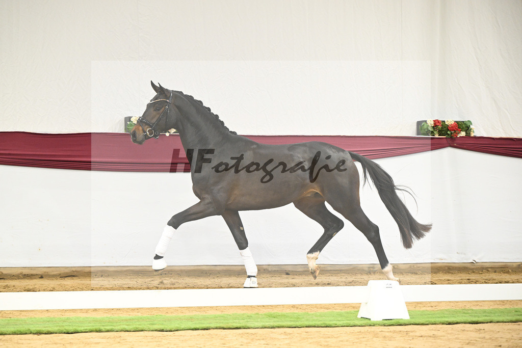 Kat-Nr. 14 Feliciano x Quaterback_Martina Breitner-Roetzer_47250272 | hf-fotografie - Realisiert mit Pictrs.com