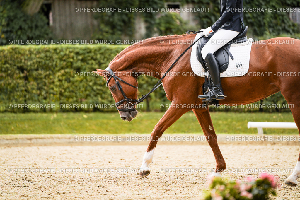 DSC07687 | Pferdegrafie