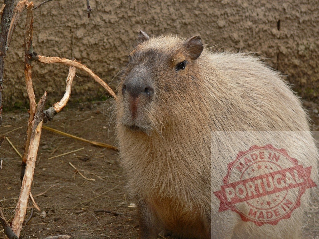 Capybara looking at camera standing on dirt ground | Adult capybara standing outdoors, looking forward with its large snout and whiskers - Realized with Pictrs.com
