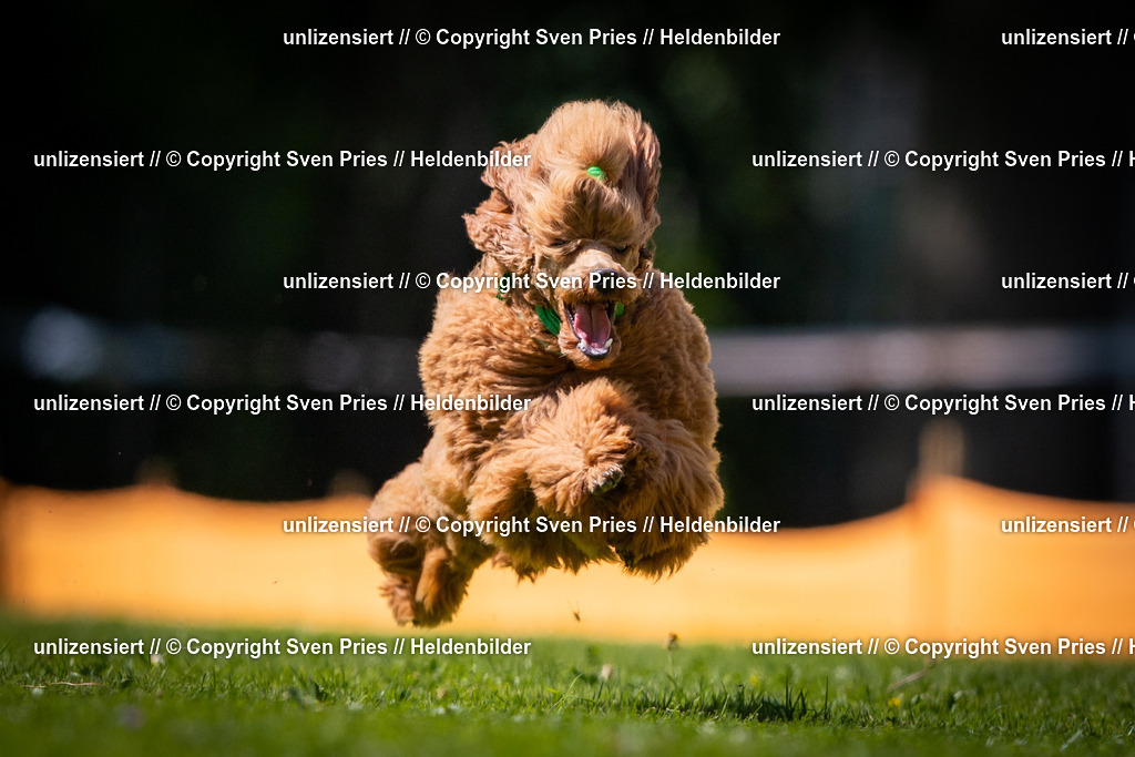 Sven Pries | 2025-08-10 - Hunderennen Durlach - Realisiert mit Pictrs.com