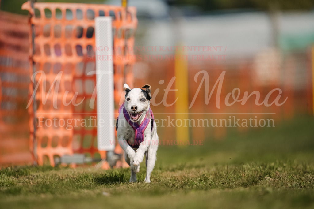 20250928_Hunderennen-520 | MuT (Mensch und Tier) mit Mona - Fotografie und Tierkommunikation - Realisiert mit Pictrs.com