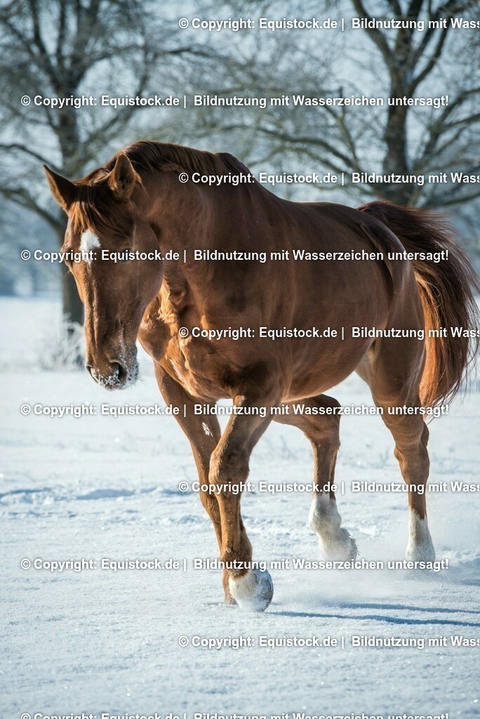 20160118_TOMsPiC_0370 | equistock