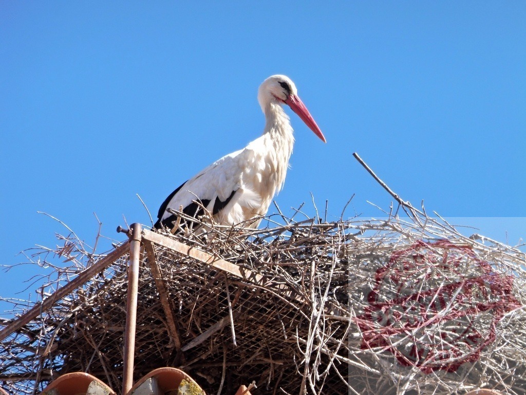 White stork nesting on rooftop under blue sky | White stork standing in its large stick nest built on a rooftop structure against clear sky - Realisiert mit Pictrs.com