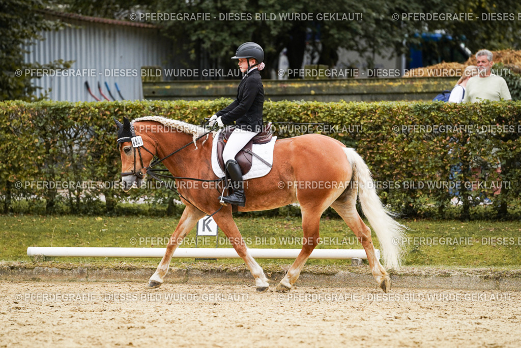 DSC00536 | Pferdegrafie