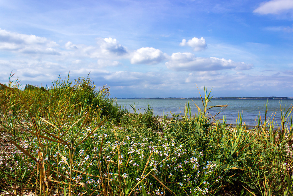 Strand in Habernis | Schilf, Gräser und Blumen am Strand in Habernis - Realisiert mit Pictrs.com