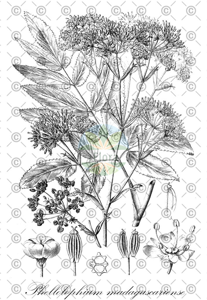 HistAbb_wfo-0001262040_1_ENZY_Simple | Historische Abbildung von Phellolophium madagascariense - Apiaceae | Historical Illustration of Phellolophium madagascariense - Apiaceae