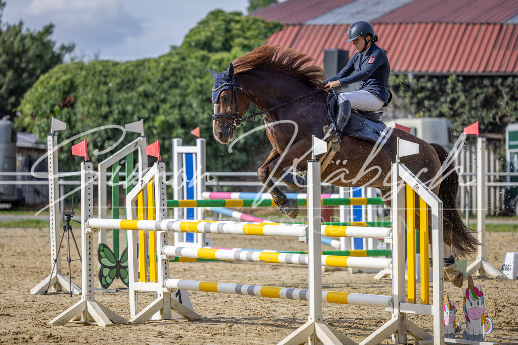 20260905-_3LI7361 | Tierfotografie Pferde, Hunde, Katzen, Haustiere.
Turnierfotografie Reitturniere, Reiten, Springreiten, Dressur in Hanau, dem Main-Kinzig-Kreis und dem Rhein-Main- Gebiet um Frankfurt