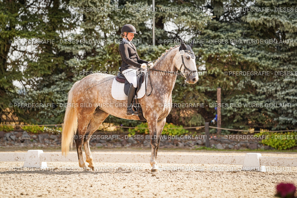 DSC01088 | Pferdegrafie