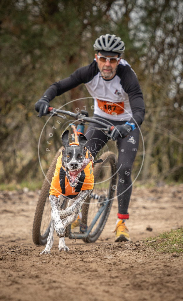 Pfotenfotografie_DV3A9596 | Hundefotografie, Tierfotograf, Pfotenfotografie, Fotoshooting Hund, Hunde Portrait, Hundesport, Hundeportraits, Heideshooting, Hunde, Sportfotograf, Hundefotograf, Turnierhundsport, THS,  - Realisiert mit Pictrs.com