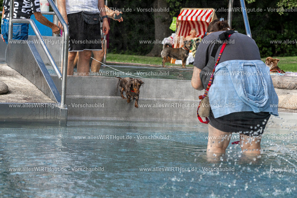 Hundeschwimmen_Volksbad_2026-allesWIRTHgut_Tierfotografie-2609061454-FAY07008 | Professionelle Tierfotografie in Mönchengladbach von Daniel Wirth (allesWIRTHgut). Liebevolle & natürliche Bilder von Hunden & Katzen für unvergessliche Erinnerungen.