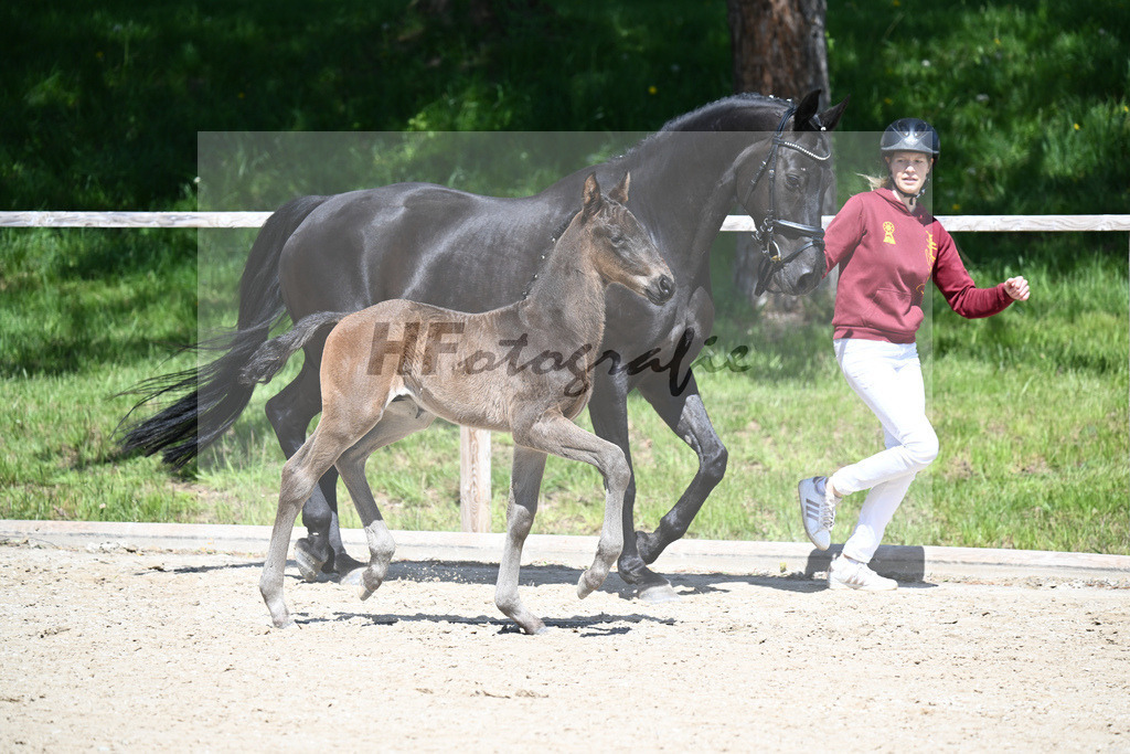 Foundation x Soliman de Hus_HF_Engbert_11240423 | hf-fotografie - Realisiert mit Pictrs.com