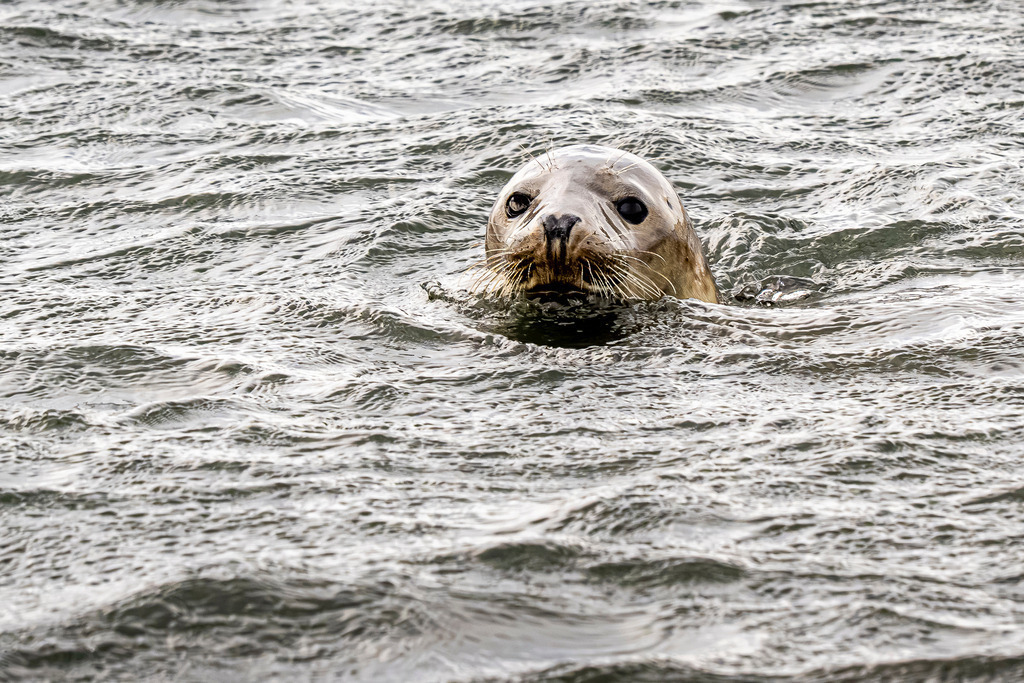 Wachsame Kegelrobbe im offenen Nordseewasser vor Texel: Blick über die Wellen | Einzeltieraufnahme einer Kegelrobbe, die im leicht kabbeligen Wasser der Nordsee vor der Insel Texel schwimmt. Der Kopf des Meeressäugers lugt zentral aus den silbrig schimmernden Wellen hervor, während er aufmerksam die Umgebung beobachtet. Das minimalistische, ausdrucksstarke Naturmotiv eignet sich hervorragend für redaktionelle Beiträge über das Ökosystem Wattenmeer, Meeressäuger, Artenschutz, marine Umwelt und Tourismus in den Niederlanden. - Realisiert mit Pictrs.com