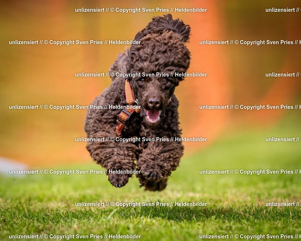 Sven Pries | 2024-09-22 - Hunderennen Baden-BadenPudelverein - Realisiert mit Pictrs.com