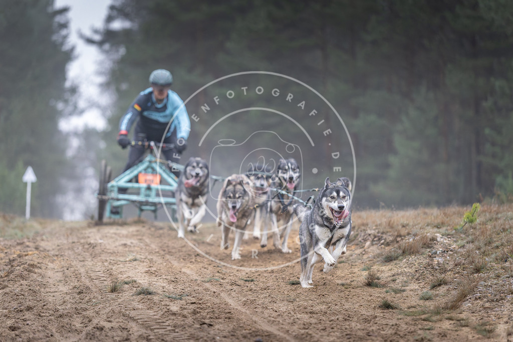 Pfotenfotografie_DV3A0263 | Hundefotografie, Tierfotograf, Pfotenfotografie, Fotoshooting Hund, Hunde Portrait, Hundesport, Hundeportraits, Heideshooting, Hunde, Sportfotograf, Hundefotograf, Turnierhundsport, THS,  - Realisiert mit Pictrs.com