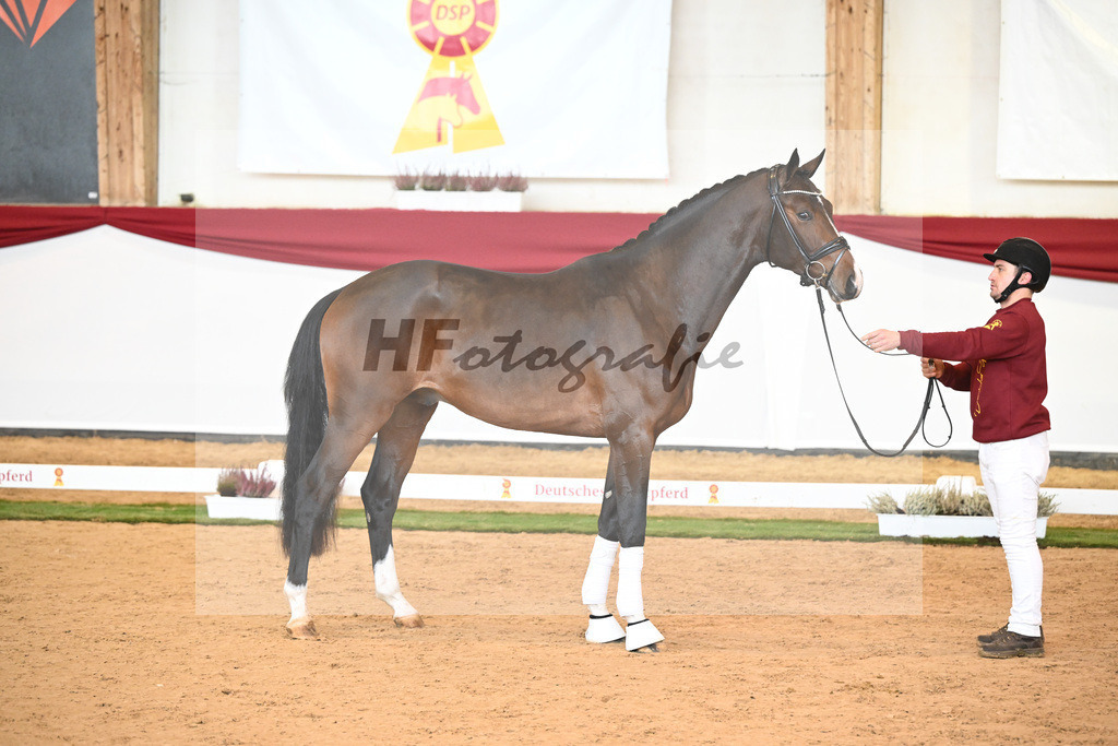 Kat-Nr. 54 Valdiviani x Foundation_2M2 Horses_47241865 | hf-fotografie - Realizzato con Pictrs.com